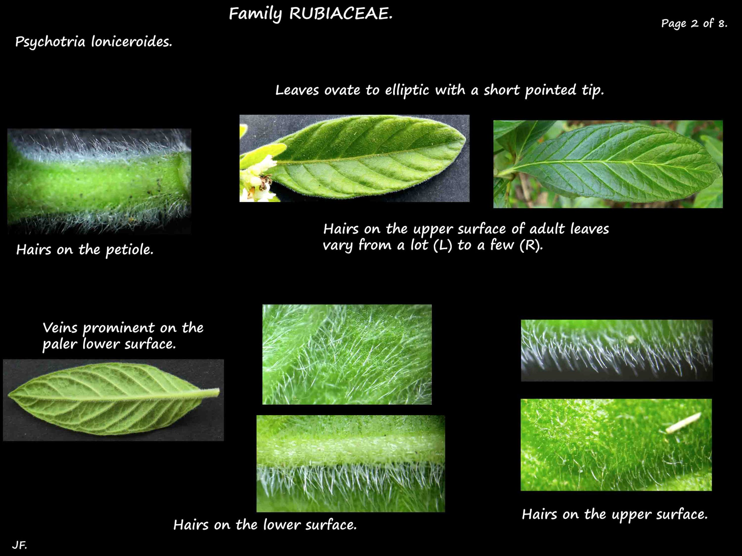 2 Psychotria loniceroides leaves